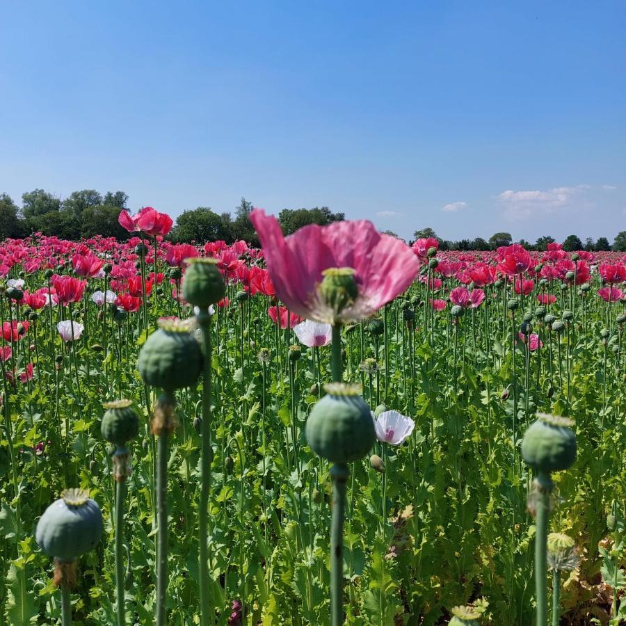 Gastenverblijf Op De Prins Hendrik Hoeve In Buren Buren  Exteriér fotografie
